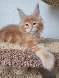 Elegant Maine Coon, Ragdol, Bengal & BSH kittens ready for new homes