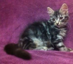 European Lines Maine coon kittens TICA Registered Ready Now