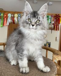 Male & Female Maine Coon Kittens