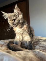 TICA pedigree mainecoon kittens official cattery