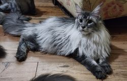 Maine coons for sale
