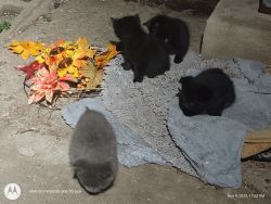 Pure bred main coon kittens waiting for new home!!