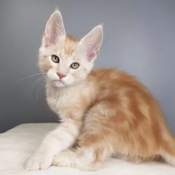 Maine Coon Kittens for Christmas