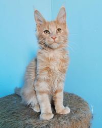 Tested Healthy Maine Coon Kitten