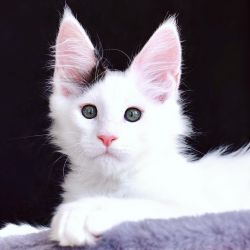 Charming Blue Eyes Maine Coon Kitten