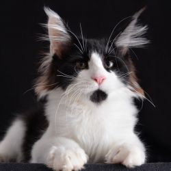 Super adorable Maine Coon Kitten