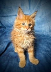 Full Bloodlines Maine Coon Kittens For Sale