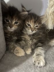 Maine coon kittens for sald