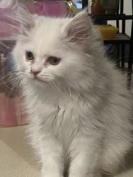 main coon persian kitten