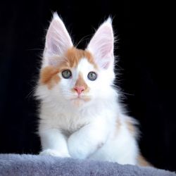 Super adorable Maine Coon Kitten
