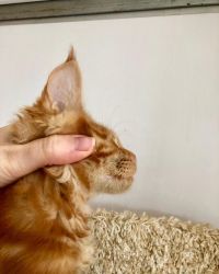 Precious Ragdoll Kitten