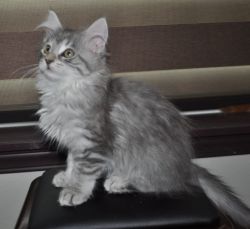 maine Coon Kittens