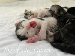 Maine coon kittens available for reserve