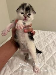Maine coon kittens available for reserve!