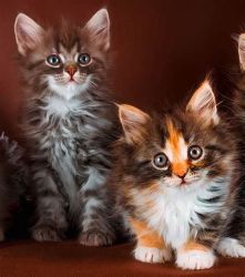 GCCF registered pedigree Maine Coon Kittens
