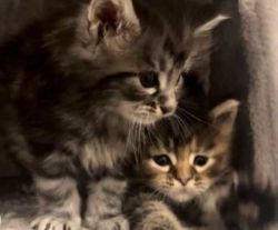 chunky mainecoon kittens