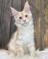 Healthy Maine Coon Kittens For adoption