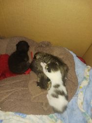 Maincoon kittens for sale