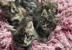5 Beautiful Maine coon kittens