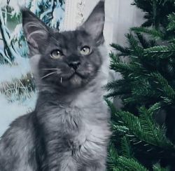 Update >>> SOLD >>>Maine coon boy kitten from Russia