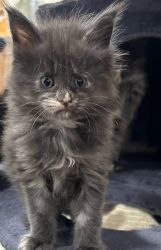 Maine Coons Available