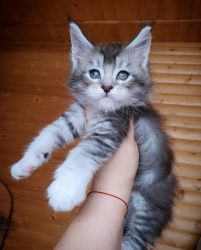 MaineCoon kitten available