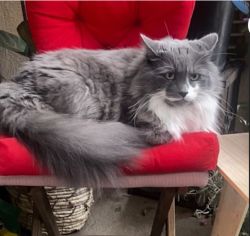 Mainecoon for sale