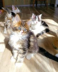 Maine Coon Kittens Available