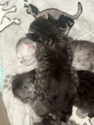 silver maine coon persians