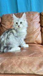Affectionate Maine Coon Kittens Available