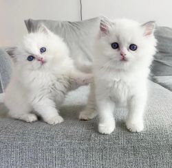 2 white Maine Coon Kittens