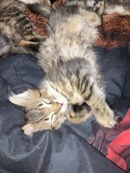 Angora/ Maine coon kittens