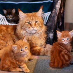 Main Coon kitten available Male & Female