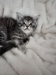Beautiful mainecoon kitten will soon be available!!