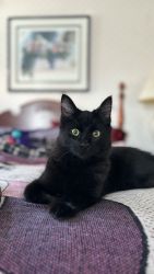 Black Maine Coon- Male