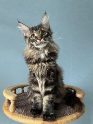 Available maine coon kittens bestbandcoon