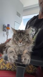 Large MaineCoon cat for sell