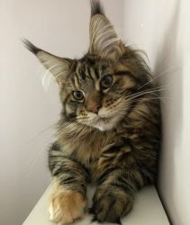 3 months old male Maine Coon Kitten For Sale