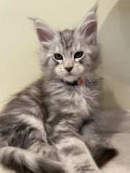 Maine coon kitten Timon