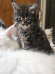 Mainecoon Kittens young and kitten