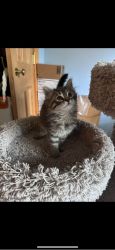 Adorable Mainecoon kittens