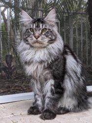 1 year old pure bred Maine coon