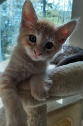 Maine Coon Kitten - Male Orange Tabby