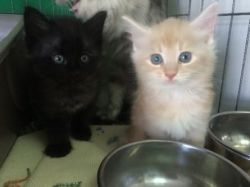 Purebred Maine Coon Kittens for Adoption