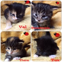 CFA purebred Maine Coons available 4/25/2015