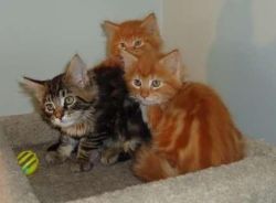 Beautiful Main Coon kittens for sale