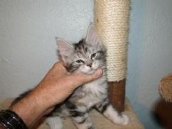 Outstanding Maine Coon kittens for lovely families