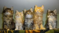 CFA registered maine coon kittens in NYC