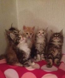 Gorgeous Maine Coon Kittens