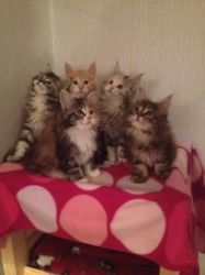 5 Pedigree Male Maine Coon Kittens